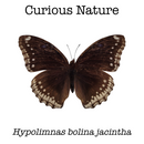 Hypolimnas bolina jacintha