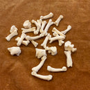 Bobcat Toe Bone