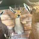 Reedbuck Shoulder Mount
