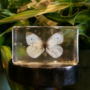 Cabbage White Butterfly Paperweight
