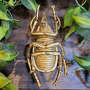 Gold Rhino Beetle Wall Decor
