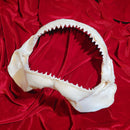 Bull Shark Jawbone