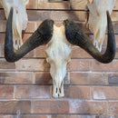 Female Blue Wildebeest Skull