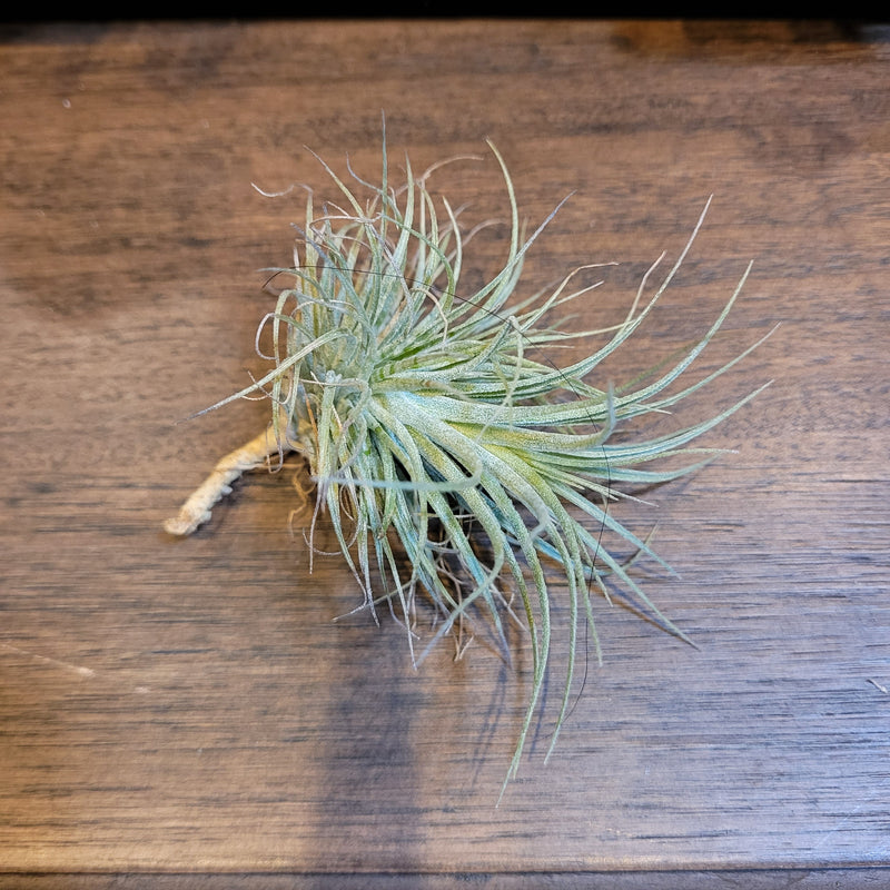 Tillandsia