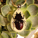 Glow in the Dark Black Stag Beetle Keychain