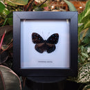Velutina Cracker Butterfly in Frame