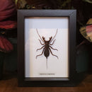 Vinegaroon in Frame