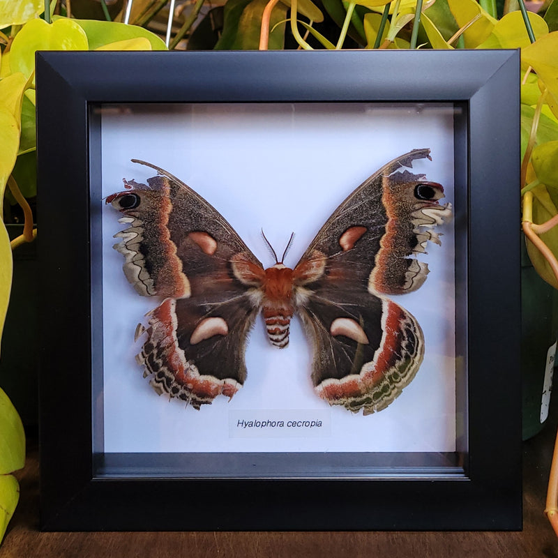 Tattered Cecropia Moth in Frame
