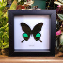 Jungle Jade Butterfly in Frame