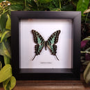 Large Striped Swordtail Butterfly in Frame