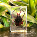 Small Invertebrate Paperweight