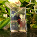 Small Invertebrate Paperweight