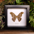 Tattered Ailanthus Silkmoth in Frame