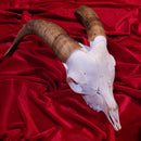 African Goat Skull