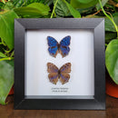 Brilliant Blue Butterfly Comparison in Frame