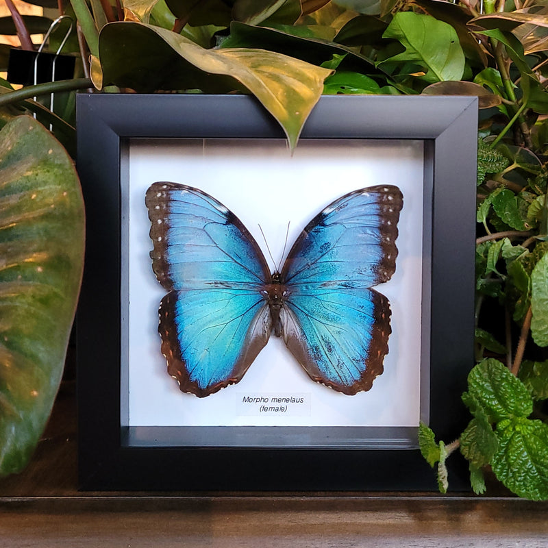 Menelaus Morpho in Frame