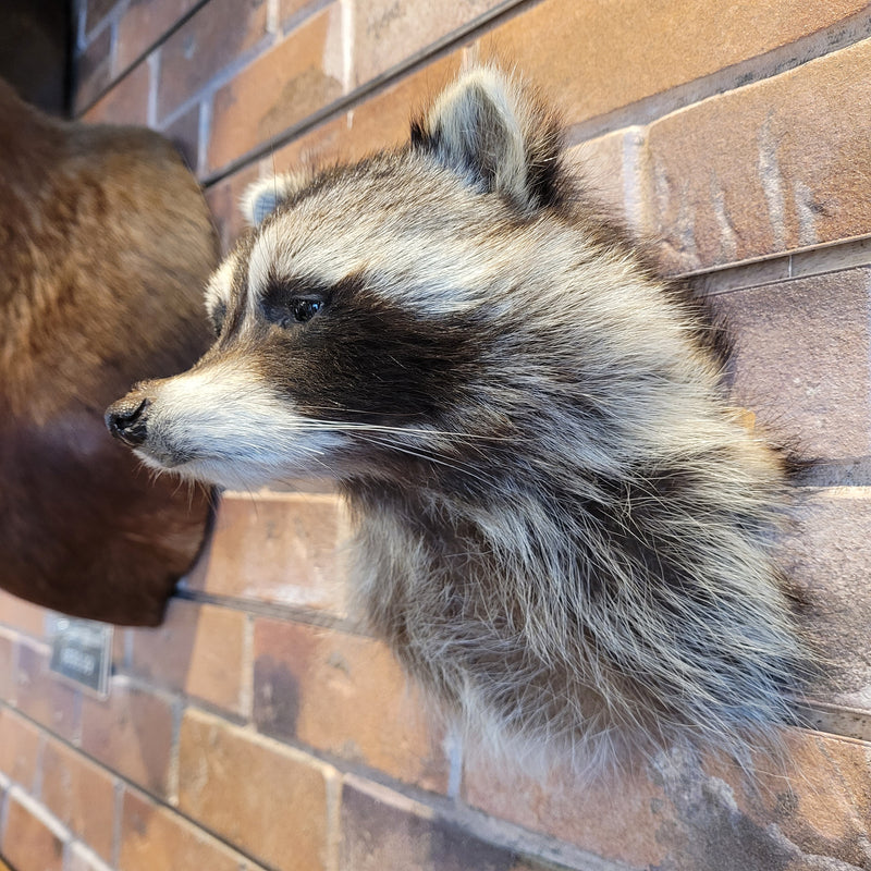 Raccoon Shoulder Taxidermy Mount