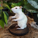 Taxidermy Rat
