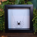 Cave Spider in Frame