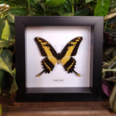 King Swallowtail Butterfly in Frame