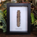 Giant Shield Millipede in Frame