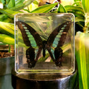 Common Bluebottle Butterfly Paperweight