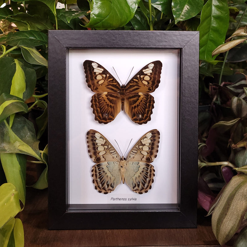 Clipper Butterfly Comparison in Frame