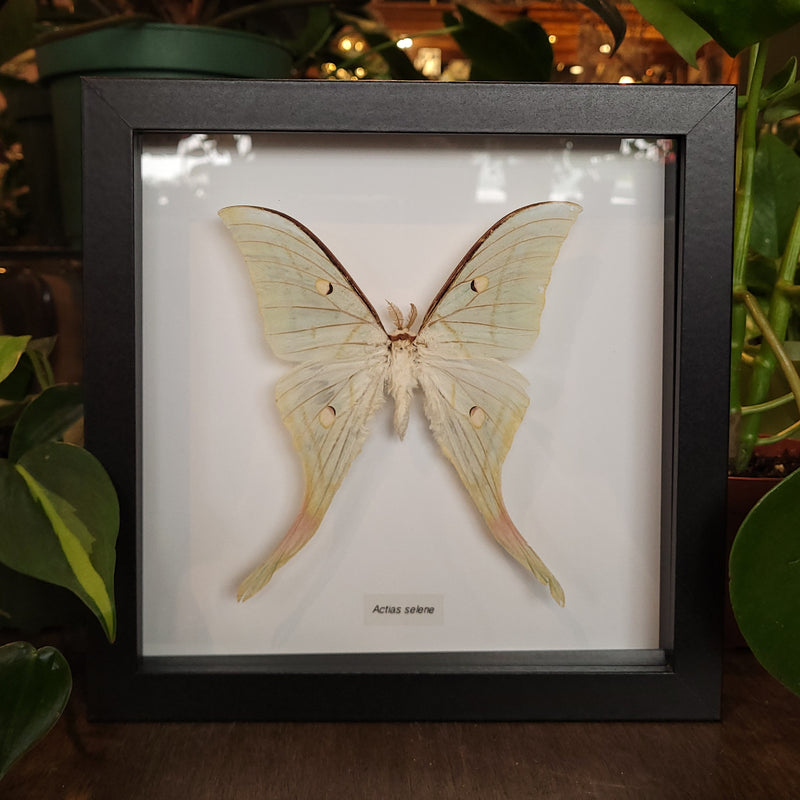 Tattered Luna Moth in Frame