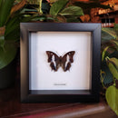 Blue Nawab Butterfly in Frame