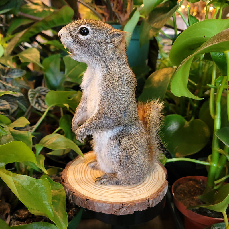 Squirrel Taxidermy Mount