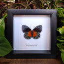 Agrias Butterfly in Frame