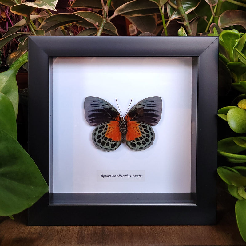 Agrias Butterfly in Frame