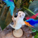 Stripper Ermine Taxidermy Mount