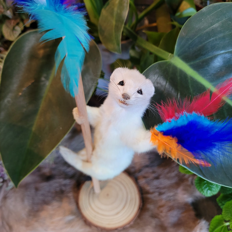 Stripper Ermine Taxidermy Mount