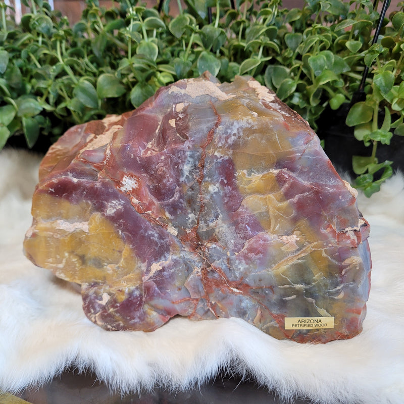 Petrified Wood Slab