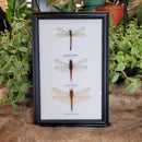 Riker Mounted 3 Dragonfly Set