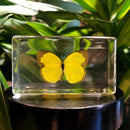 Common Grass Yellow Butterfly Paperweight