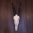 Female Eland Skull