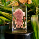 Cuttlefish Paperweight