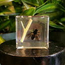 Bee Paperweight Cube