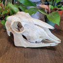 Sheep Skull
