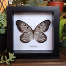 Blanchard's Ghost Butterfly in Frame