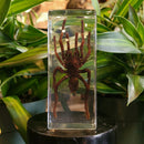Large Tarantula Paperweight