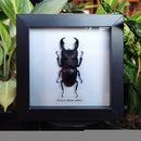 Giant Stag Beetle in Frame