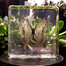 Common Mapwing Butterfly Paperweight