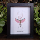 Pink Asian Stick Insect  in Frame