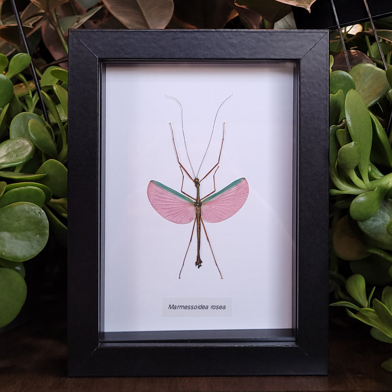 Pink Asian Stick Insect  in Frame