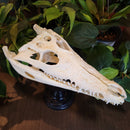 Nile Crocodile Skull