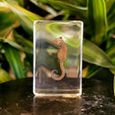 Seahorse Paperweight