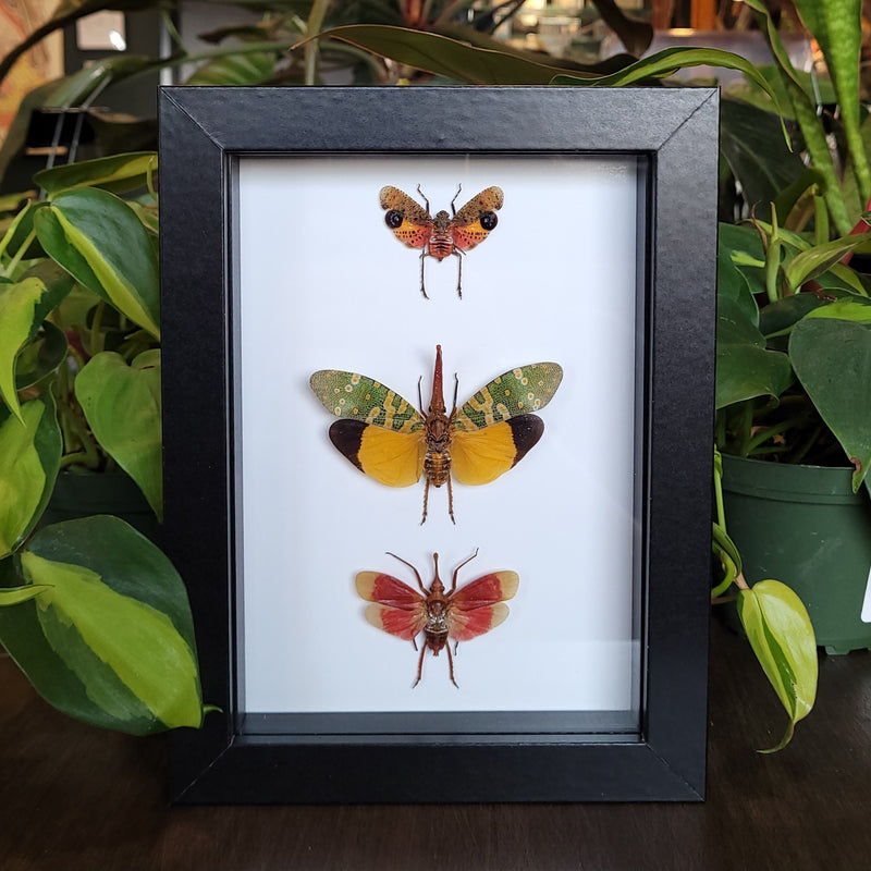 Three Lanternfly Collection